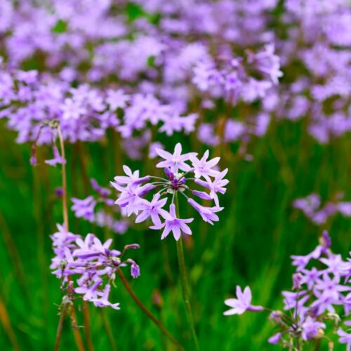 Florida friendly landscaping plants near me