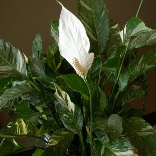 local plant nursery Manatee County