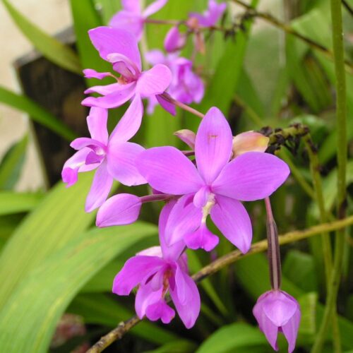 local plant nursery Manatee County