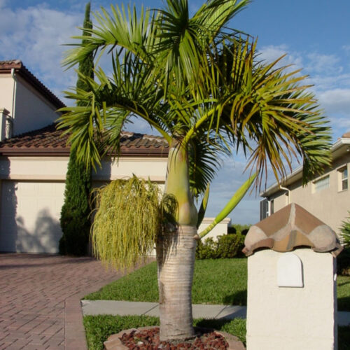 luxury landscape plants for waterfront properties