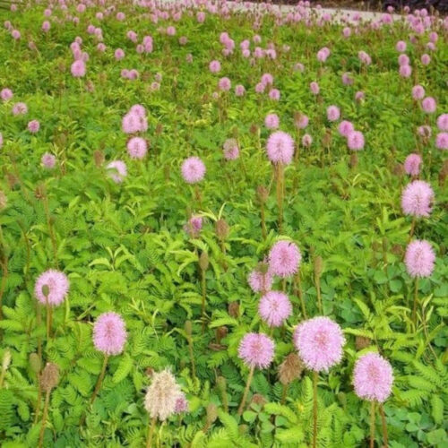 outdoor plants for coastal landscaping