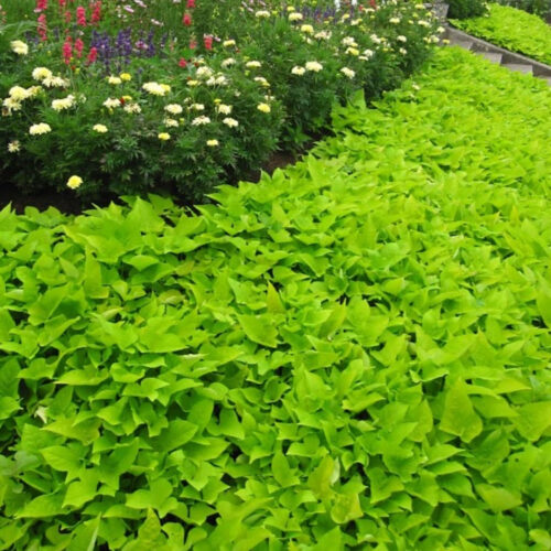 outdoor plants for coastal landscaping