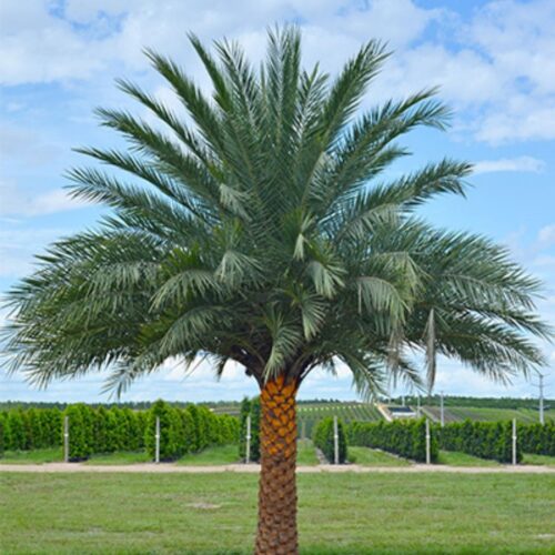landscape plants for Florida homes
