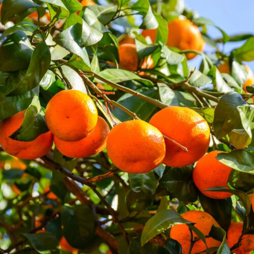 shade tolerant plants for live oak canopy