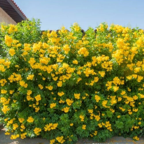 tropical plants for residential landscaping