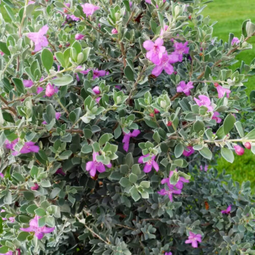 garden center delivery services Sarasota