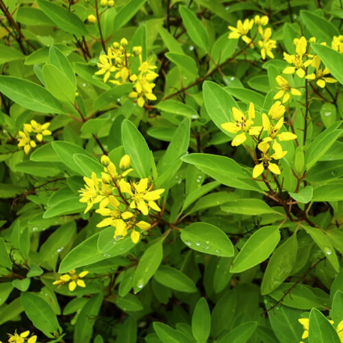 shade tolerant plants for live oak canopy
