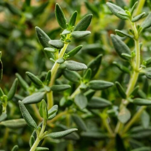 where to buy plants near me