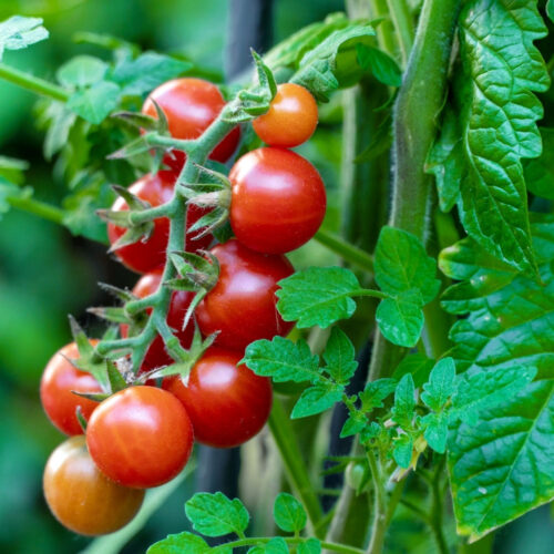 local plant nursery Manatee County