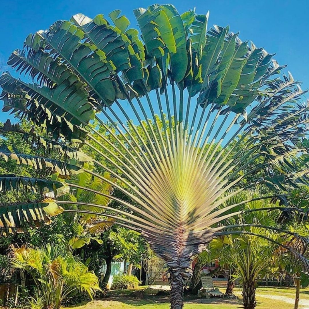 landscape plants for Florida homes