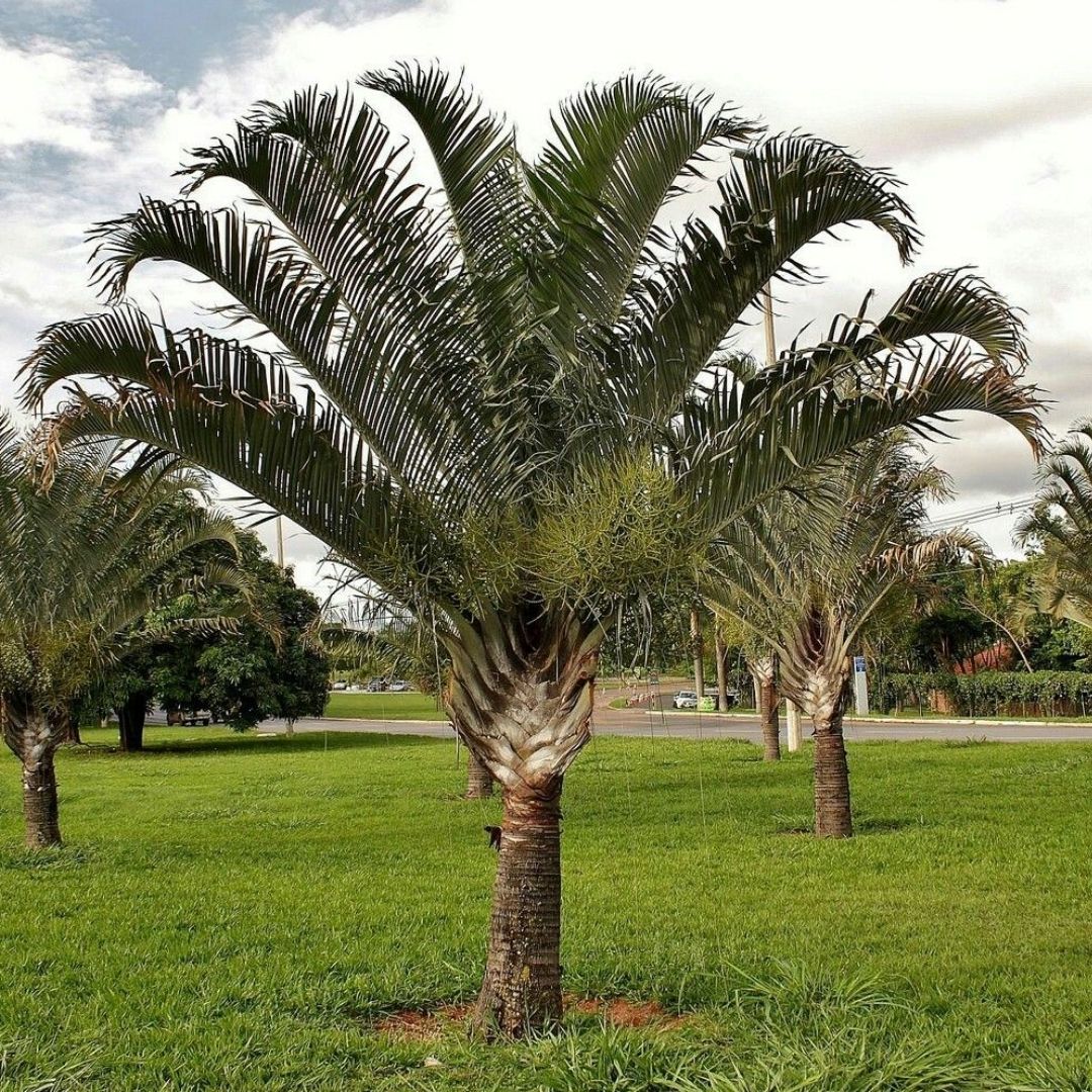 landscape plants for Florida homes