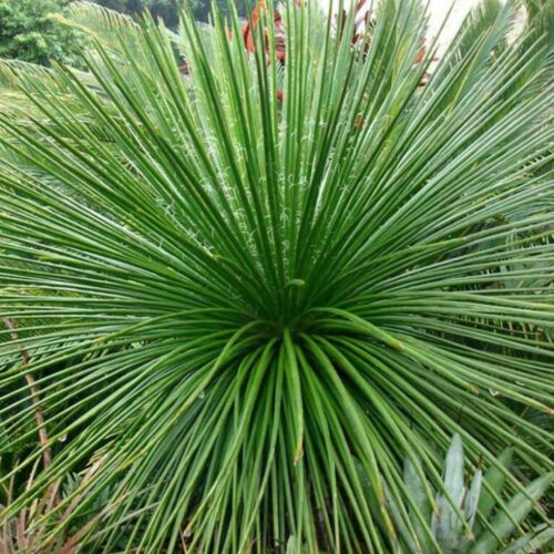 tropical garden center Lakewood Ranch