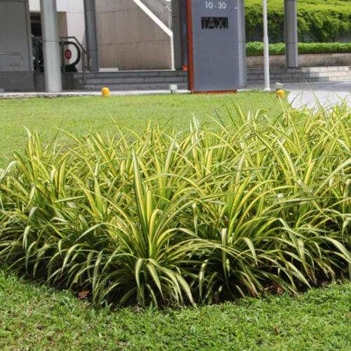 tropical plants for residential landscaping