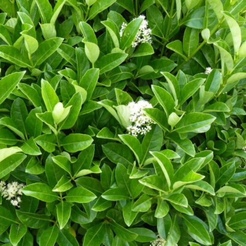 garden center delivery services Sarasota