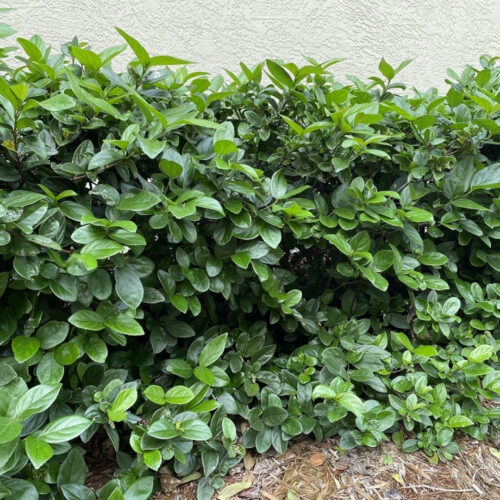 garden center delivery services Sarasota