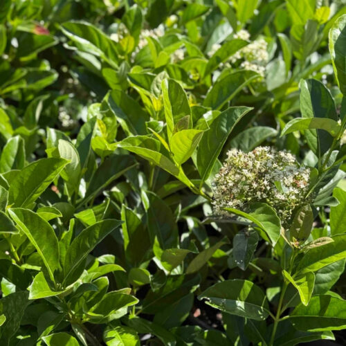 garden center delivery services Sarasota