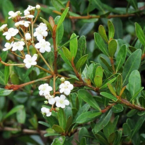 garden center delivery services Sarasota