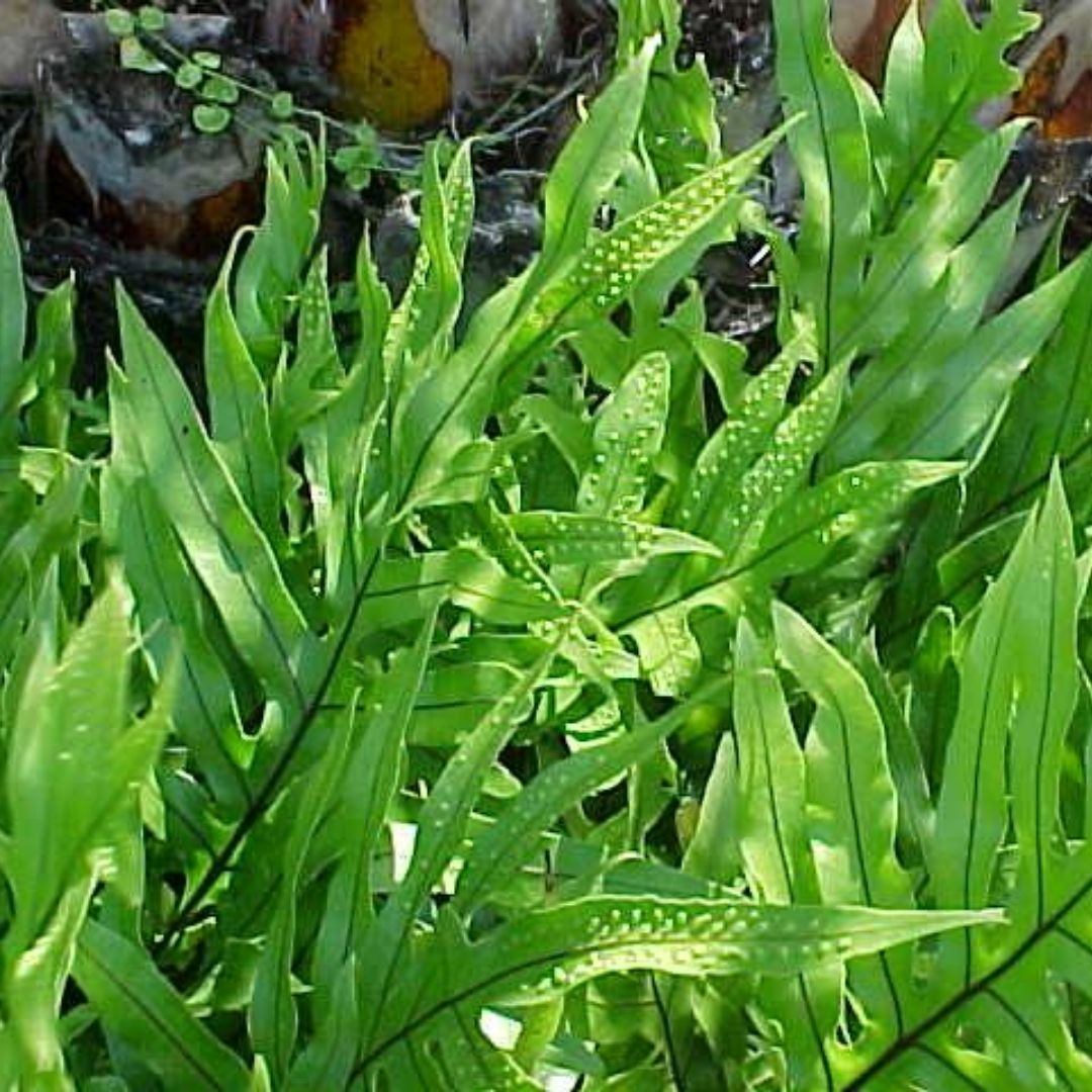 outdoor plants for coastal landscaping