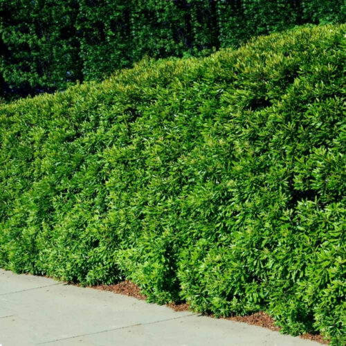 tropical plants for residential landscaping
