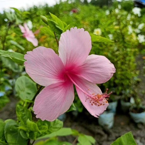 garden inspiration for Florida yards