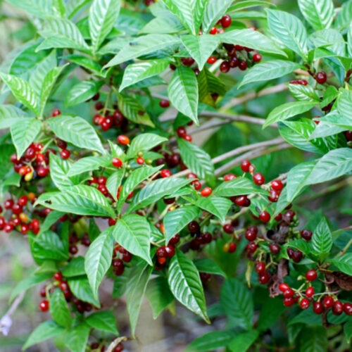 tropical plants for residential landscaping