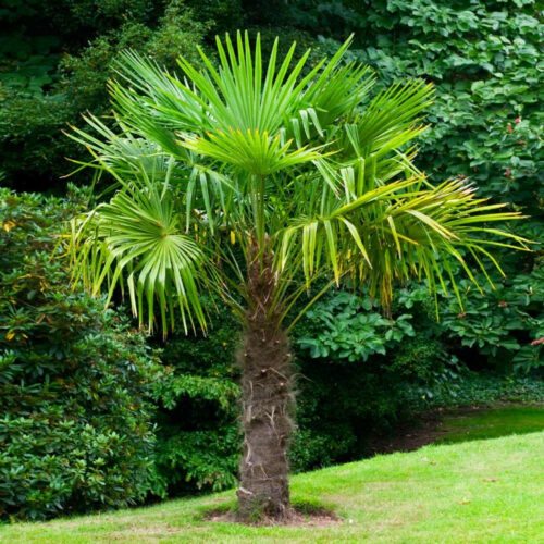 luxury landscape plants for waterfront properties
