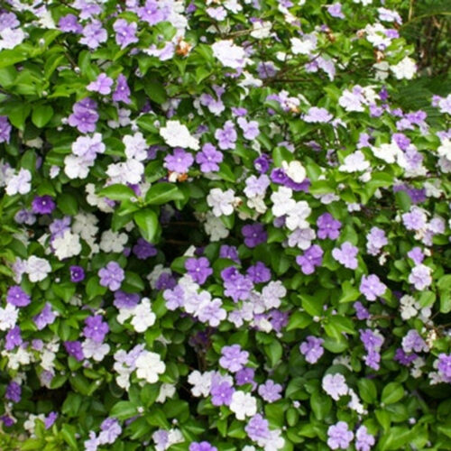premium landscaping plants near me