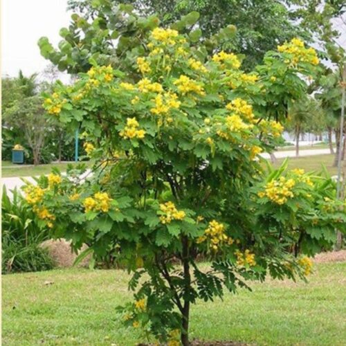 landscape plants for Florida homes