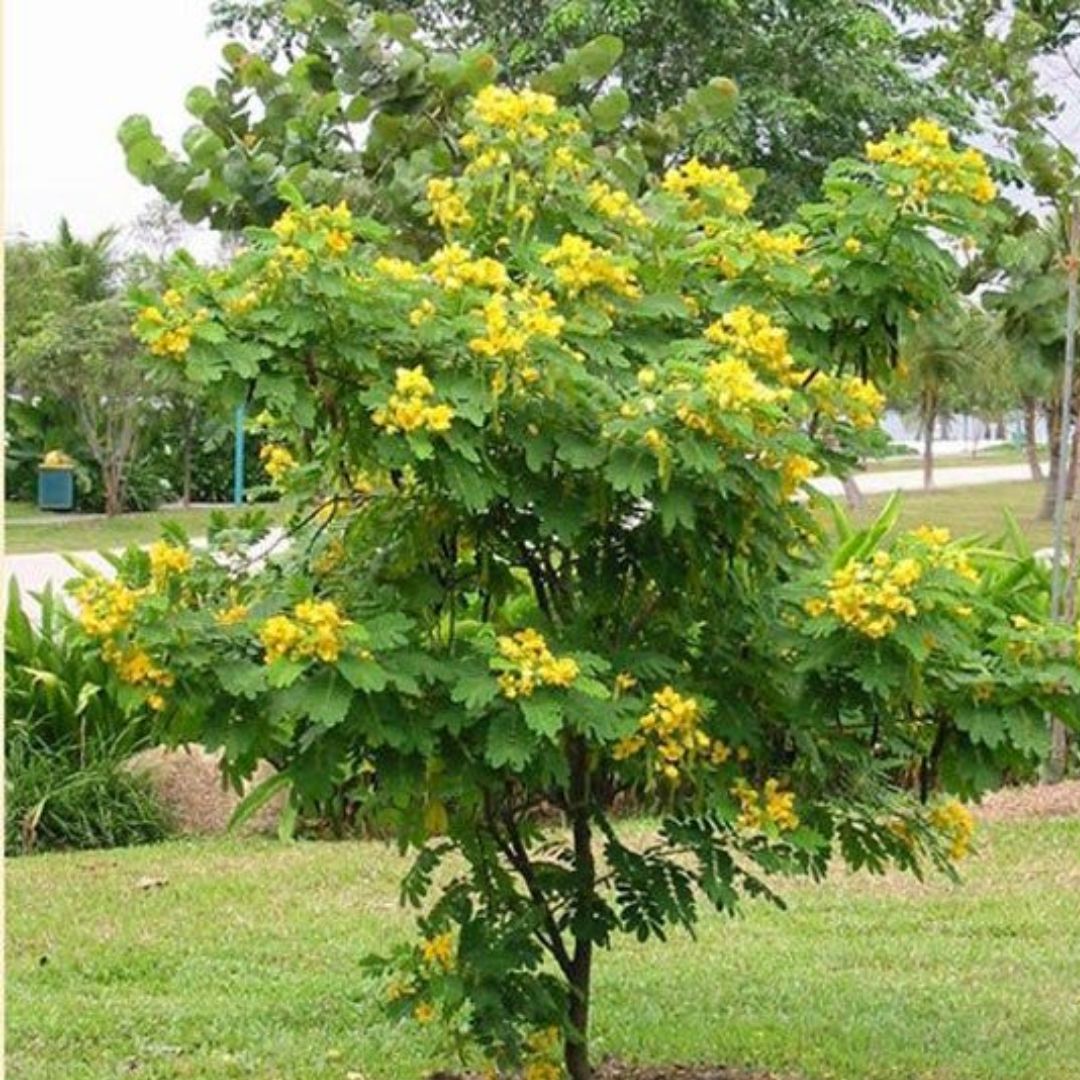 landscape plants for Florida homes