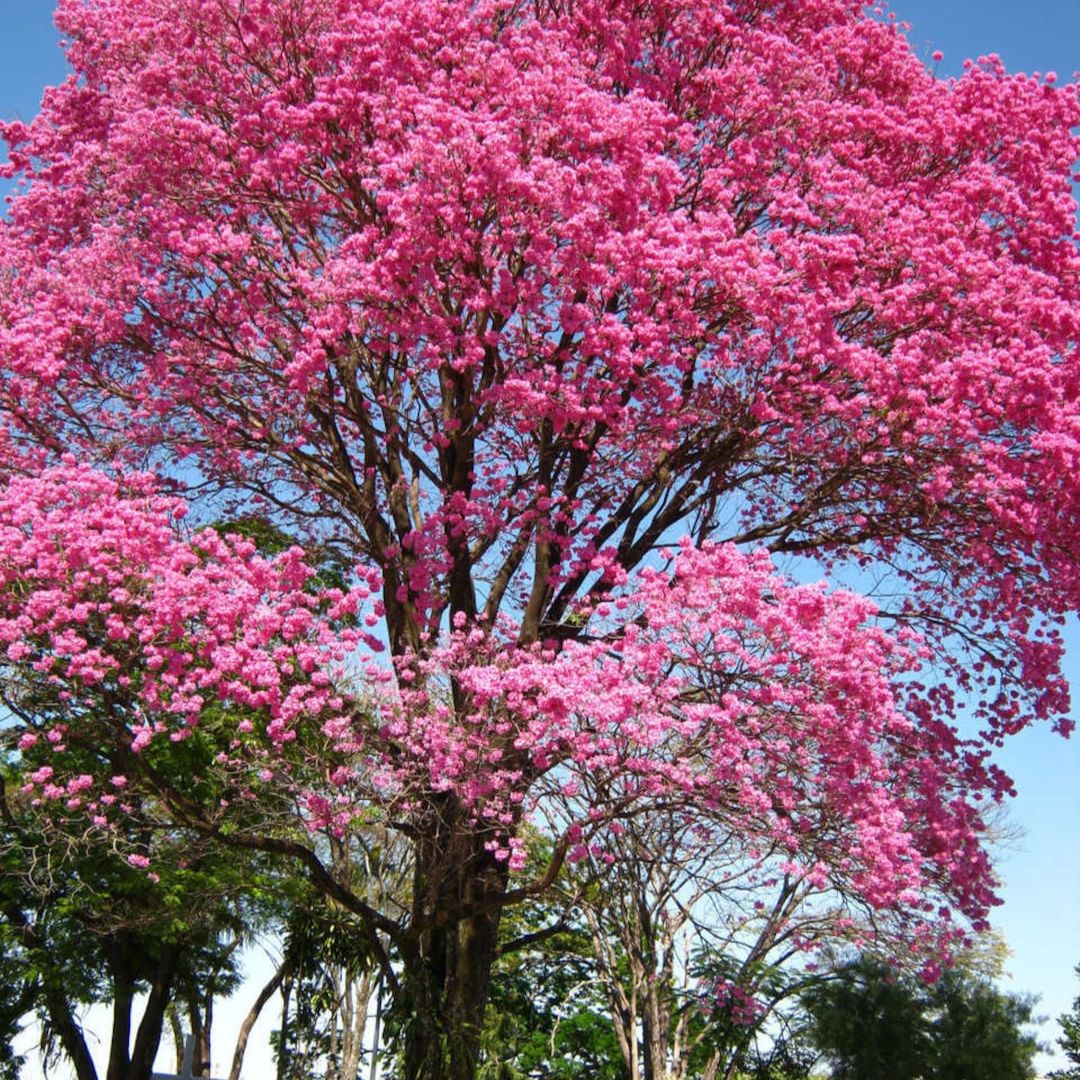 where to buy plants near me