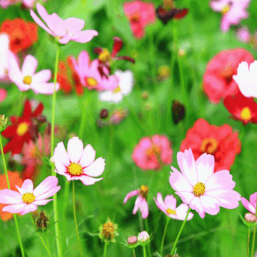 garden center delivery services Sarasota