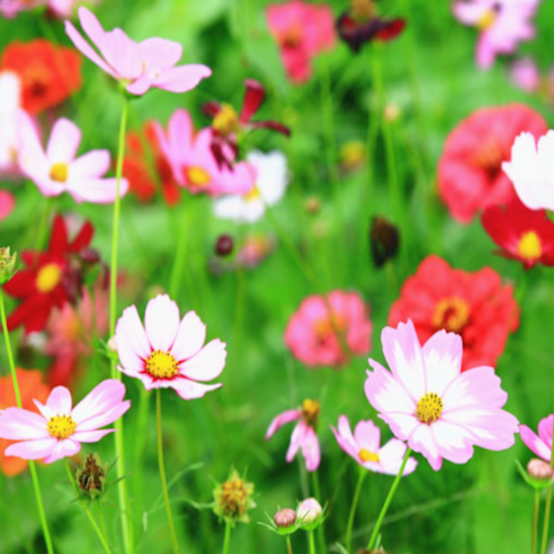 garden center delivery services Sarasota