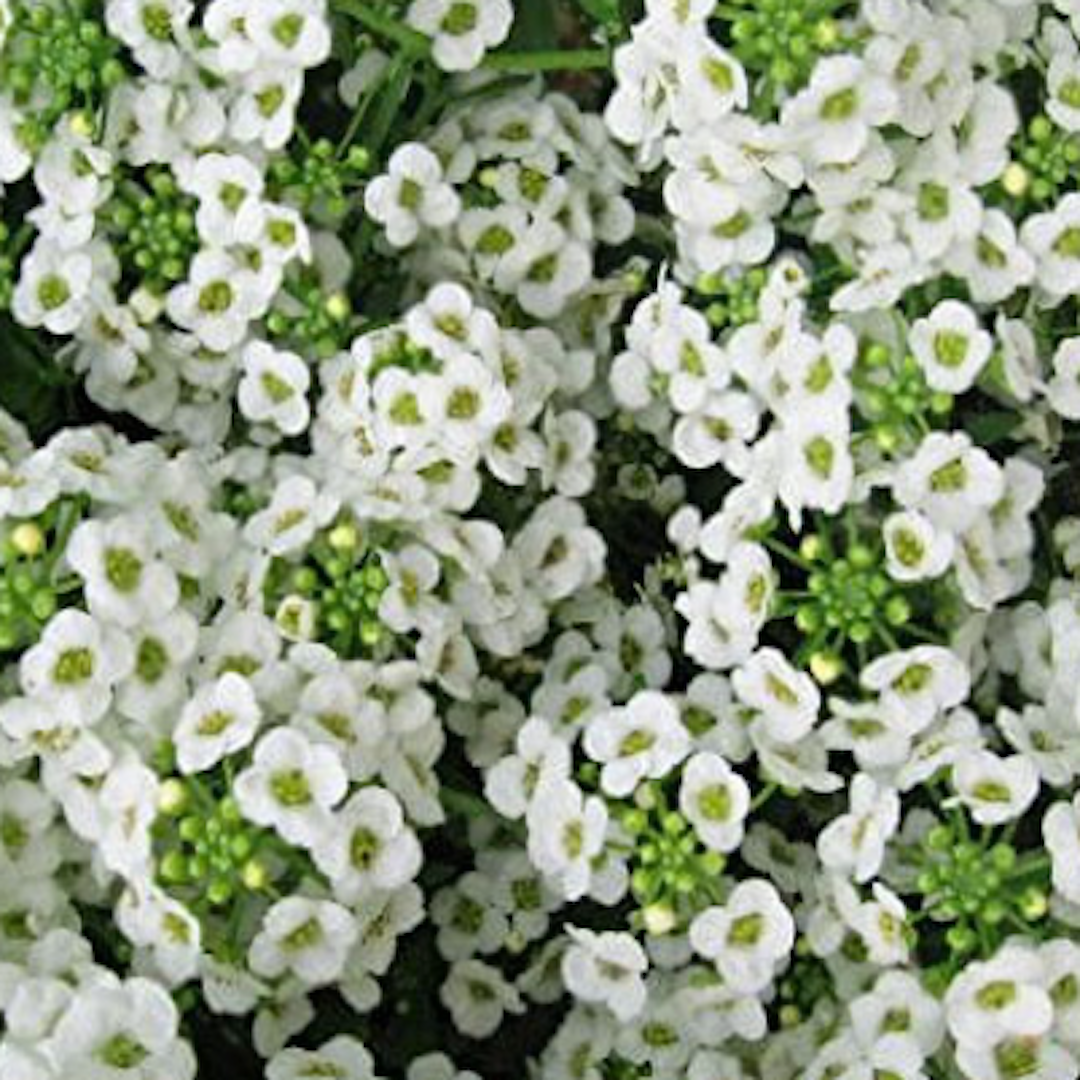native and Florida-friendly landscaping ideas