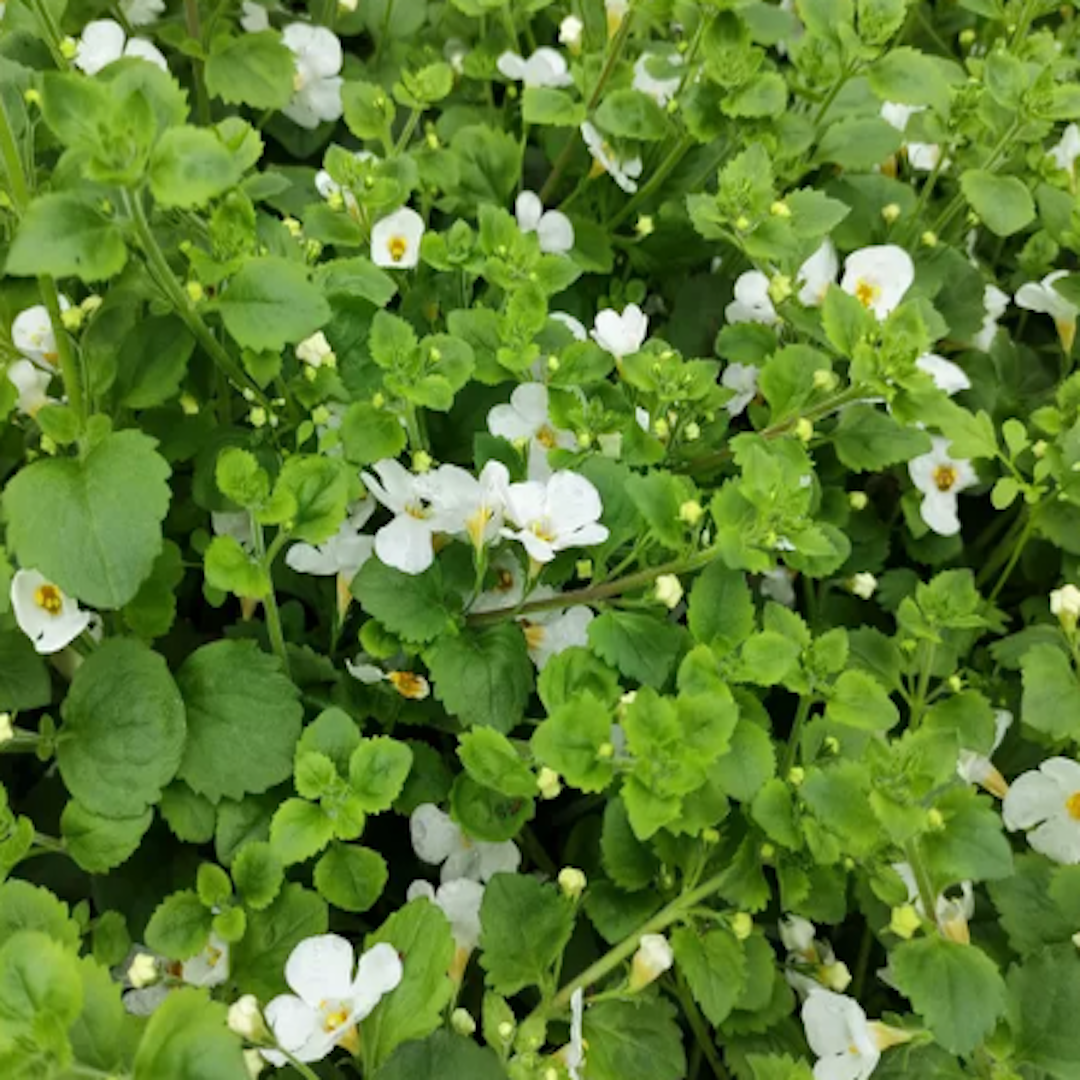 native and Florida-friendly landscaping ideas
