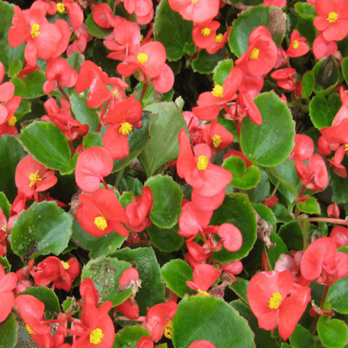 native and Florida-friendly landscaping ideas