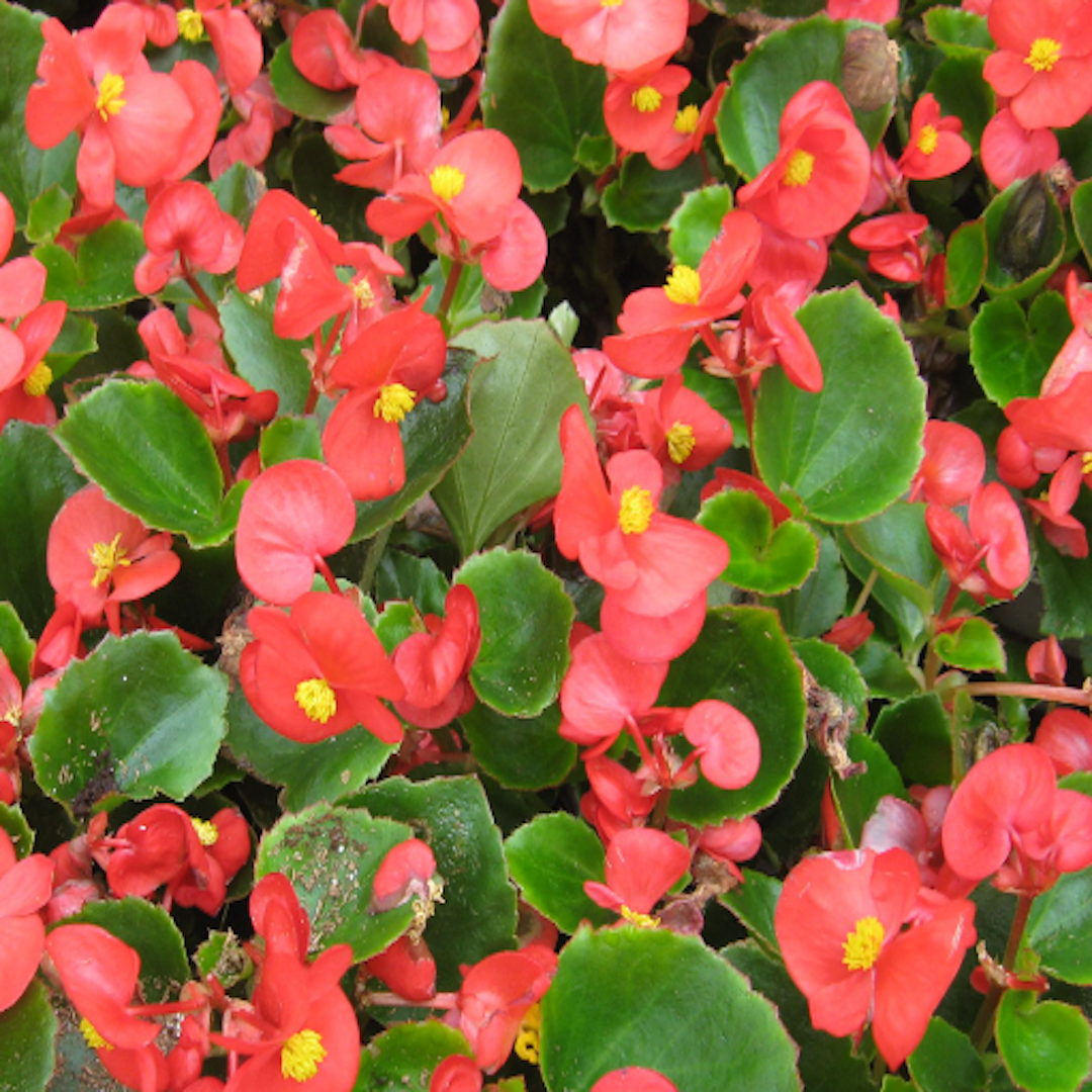 native and Florida-friendly landscaping ideas