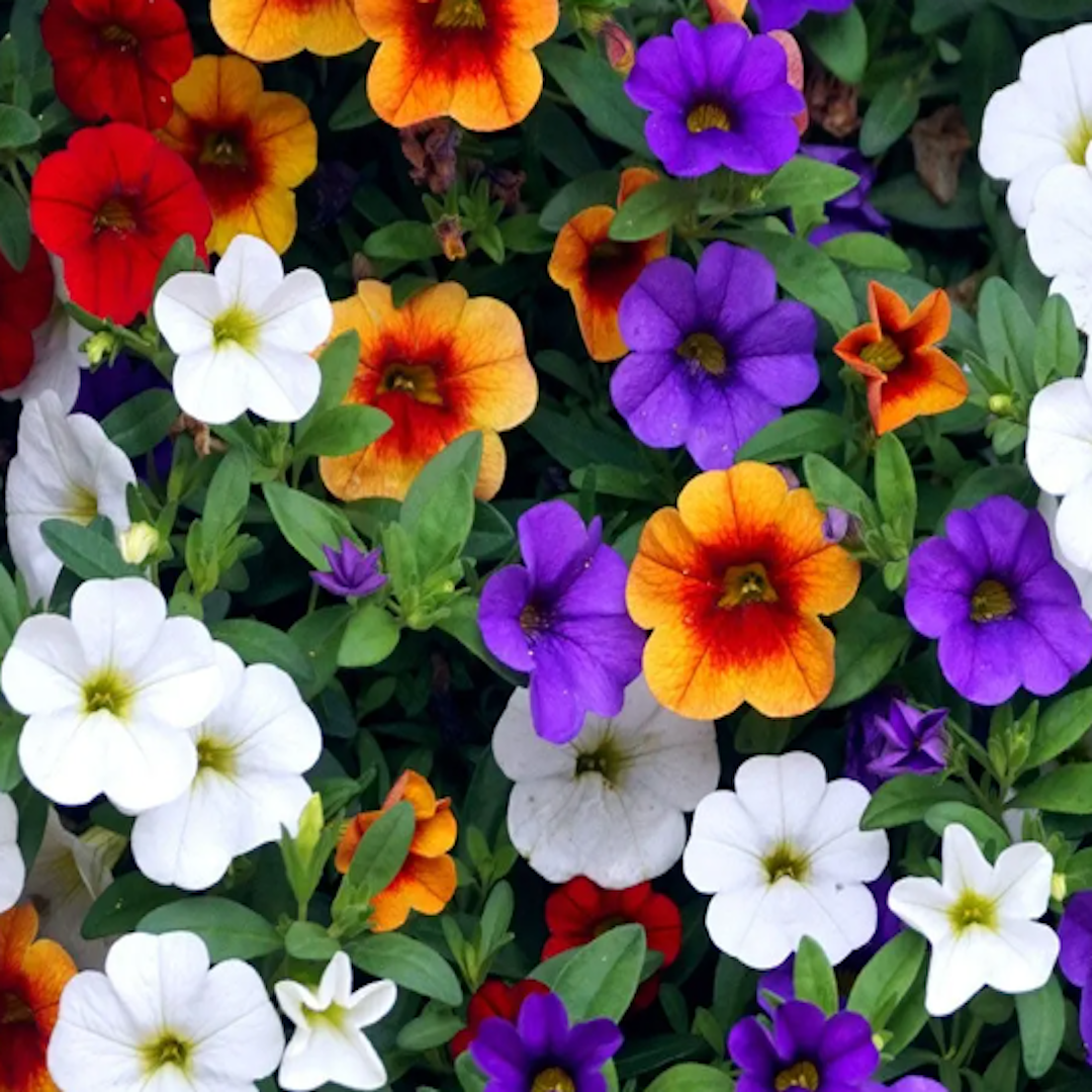 native and Florida-friendly landscaping ideas
