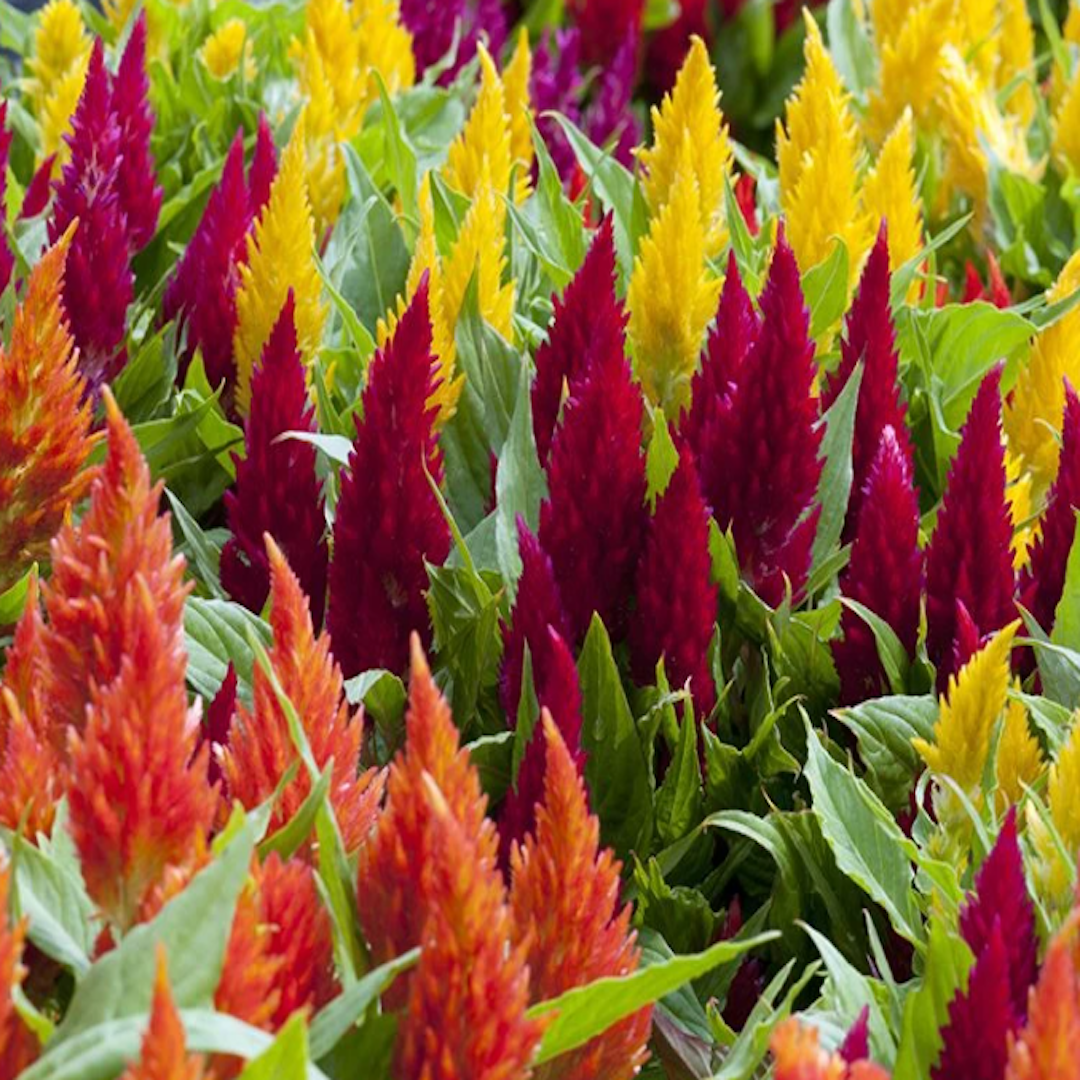 Florida landscape design ideas