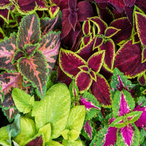 garden center delivery services Sarasota