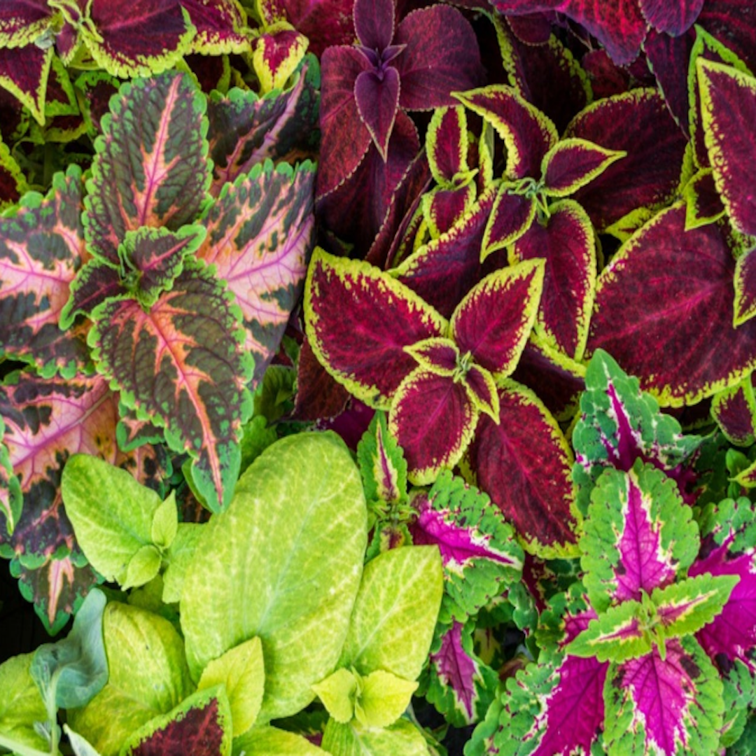 garden center delivery services Sarasota