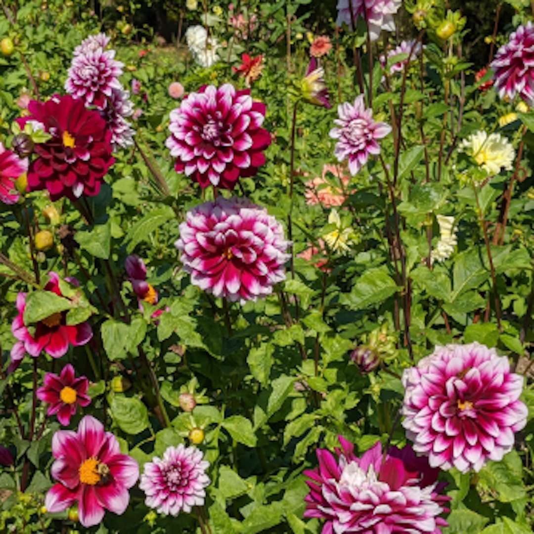 garden center delivery services Sarasota