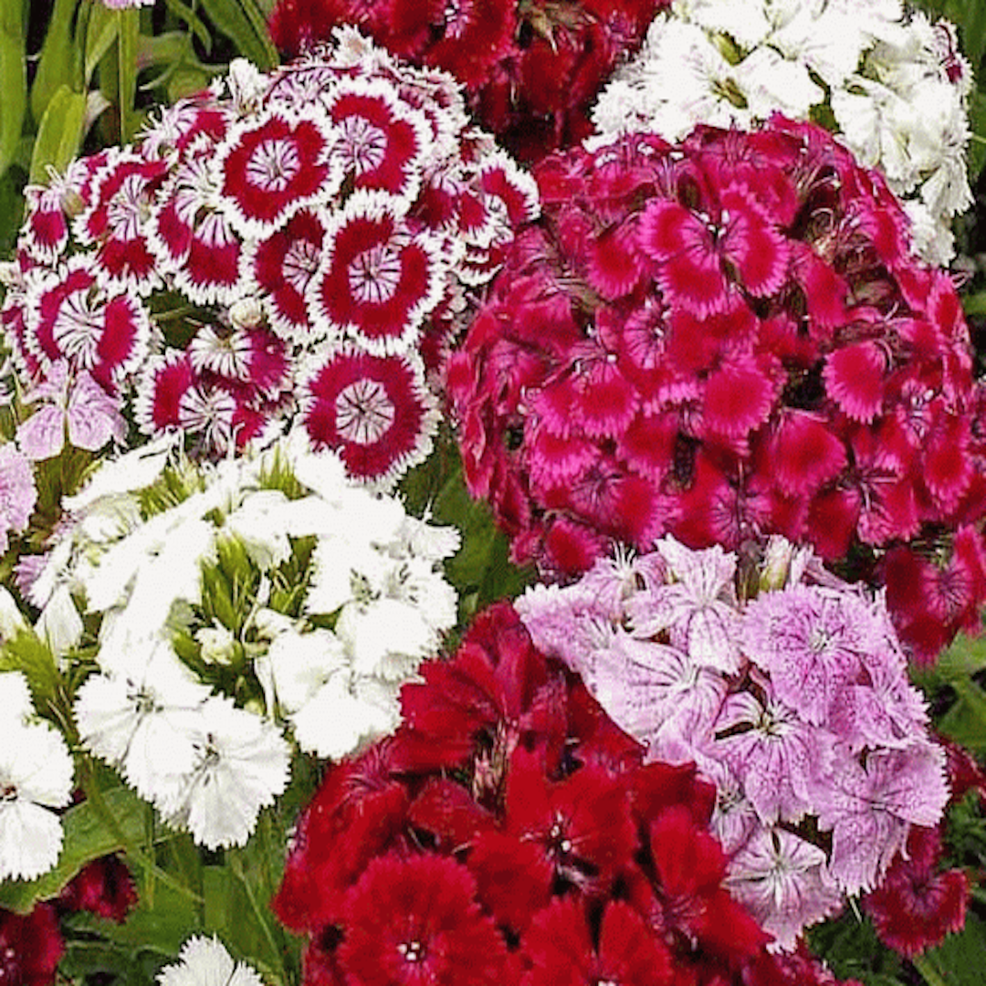 garden center delivery services Sarasota