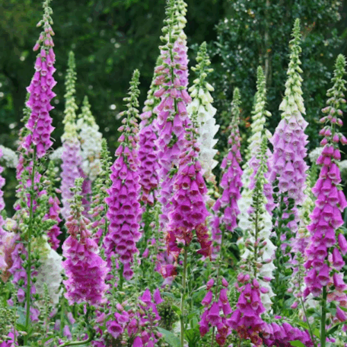 garden center delivery services Sarasota
