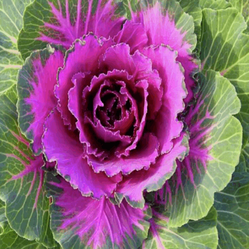garden center delivery services Sarasota