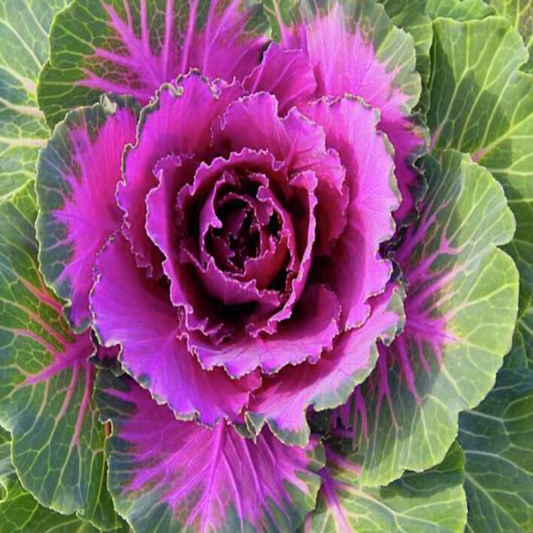 garden center delivery services Sarasota