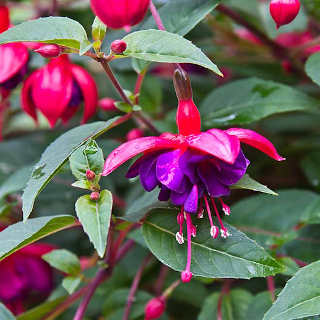 garden center delivery services Sarasota
