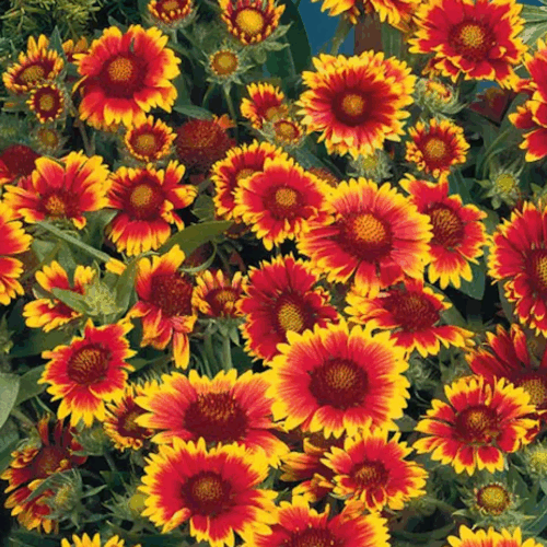 garden center delivery services Sarasota