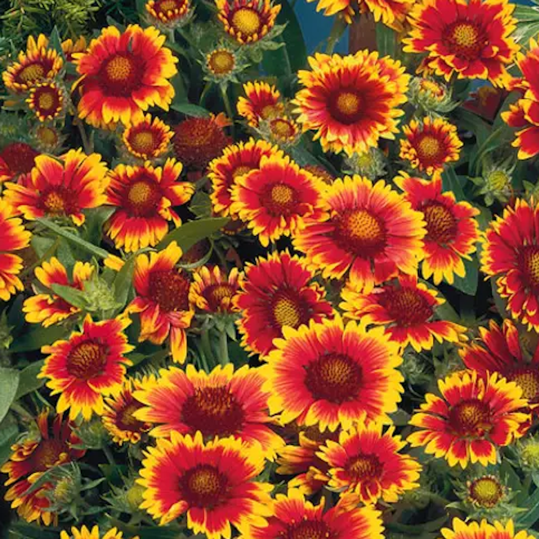 garden center delivery services Sarasota