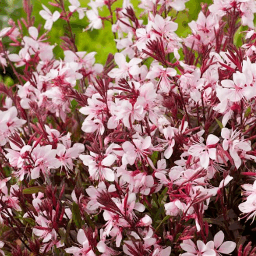 garden center delivery services Sarasota