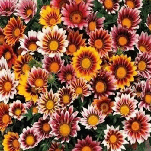 garden center delivery services Sarasota